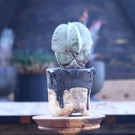 アストロフィツム    ランポー玉     Astrophytum  myriostigma     no.21410