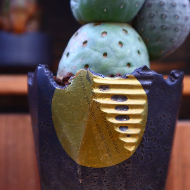 テフロカクタス ゲオメトリクス／Tephrocactus geometricus no.