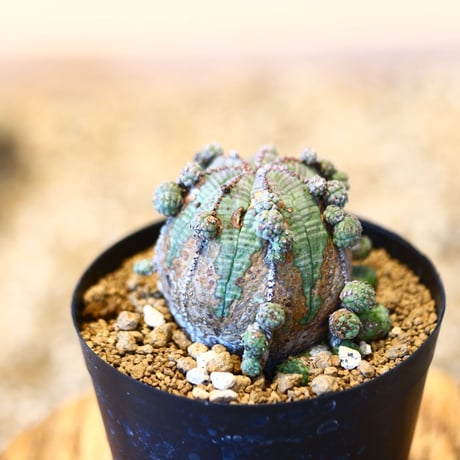 ユーフォルビア  仔吹きオベサ / Euphorbia  obesa   no.51464