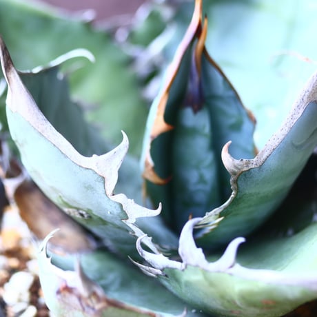 アガベ   チタノタ 　 Agave  titanota   no.53117
