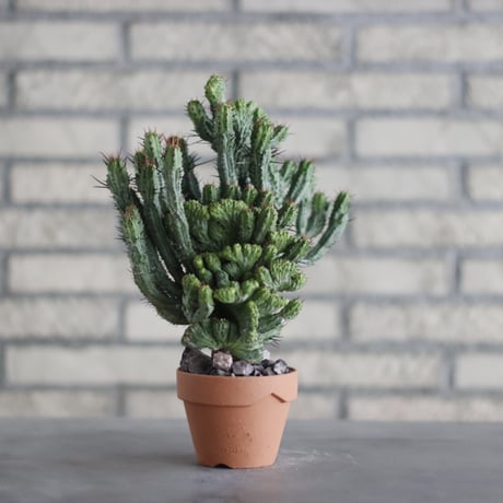 Euphorbia kamponii (紅彩閣 綴化) / South Africa / T.W. × YAMABACHI (3号) no.329/46