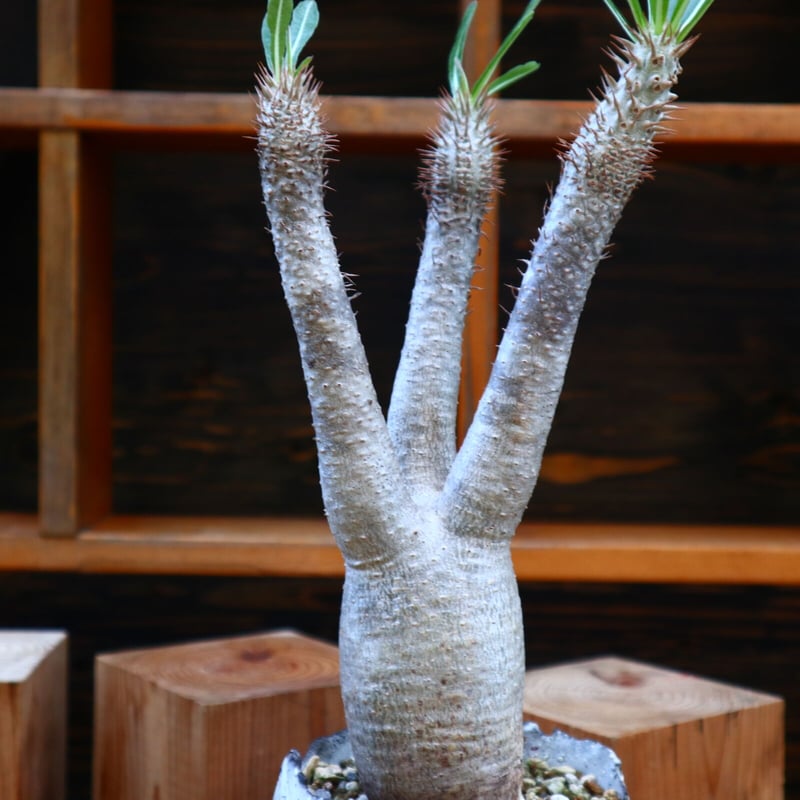 パキポディウム イノピナツム/Pachypodium Inopinatum no.605 パキポディウム イノピナツム/Pachypodium Inopinatum no.605