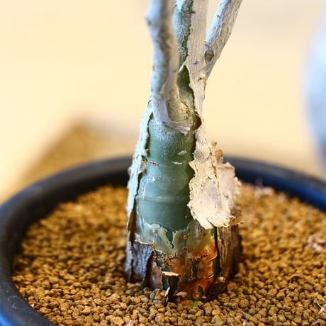 Pachycormus discolor  no.32473