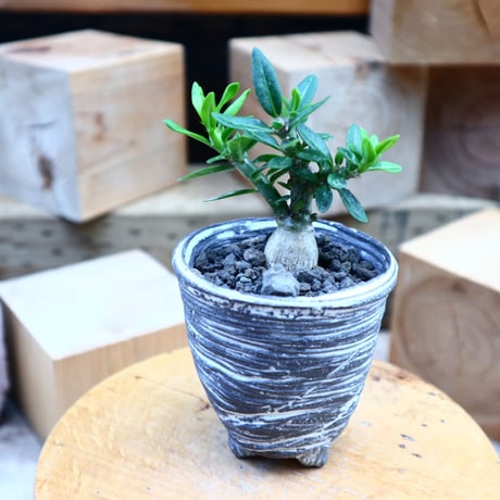 パキポディウム ビスピノーサム  実生／Pachypodium bispinosum    no.80812