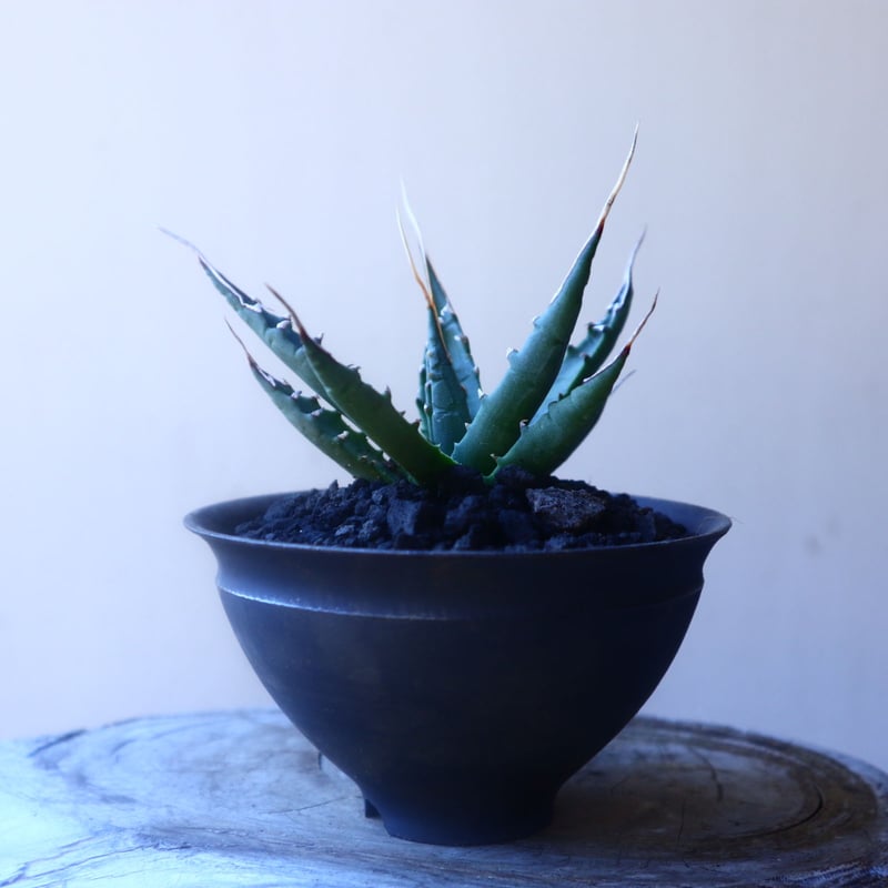 アガベ ユタエンシス エボリスピナ Agave uthaensis var. ebo
