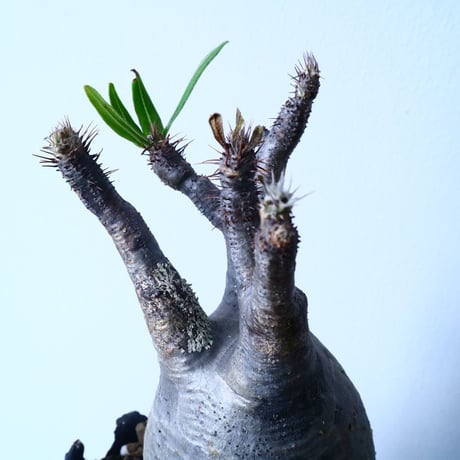 パキポディウム グラキリス Pachypodium rosulatum var. gracilius  No.31024