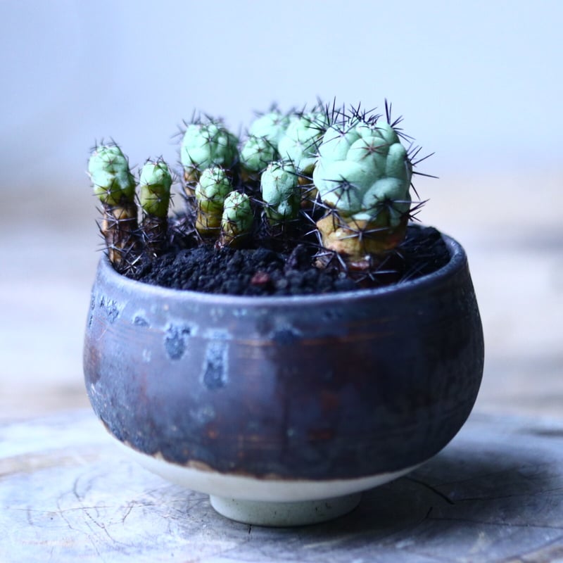 オルテゴカクタス マクドガリー Ortegocactus macdougallii no.