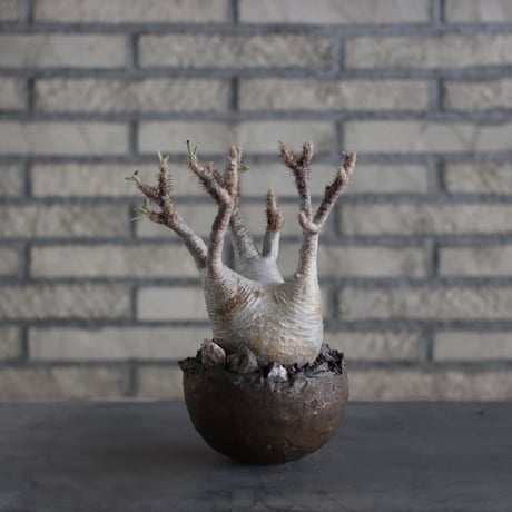 Pachypodium gracilius × takero pot (4.5号)  no.524/10