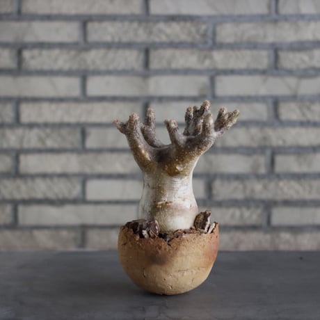 Pachypodium Inopinatum × takero pot (4.5号)  no.324/11