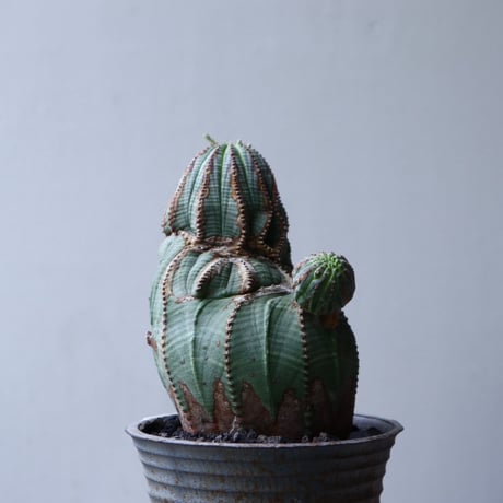 ユーフォルビア  オベサ 　Euphorbia obesa　no.90116