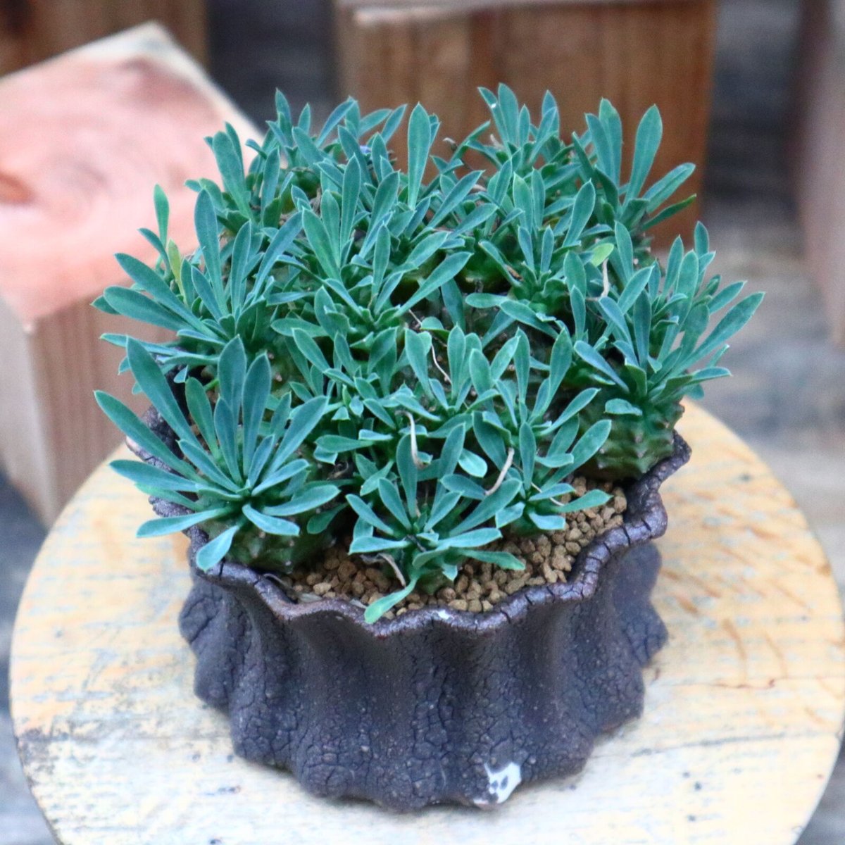 ユーフォルビア　峨眉山 ユーフォルビア 峨眉山／Euphorbia 'Gabisan' no.73136 |