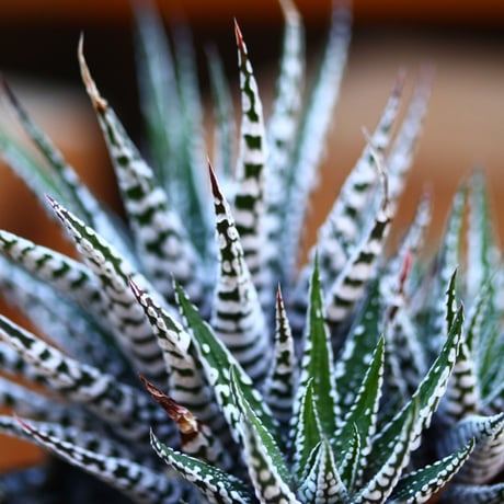 ハオルチア スーパーゼブラ／Haworthia〝Super Zebra″  no.22745