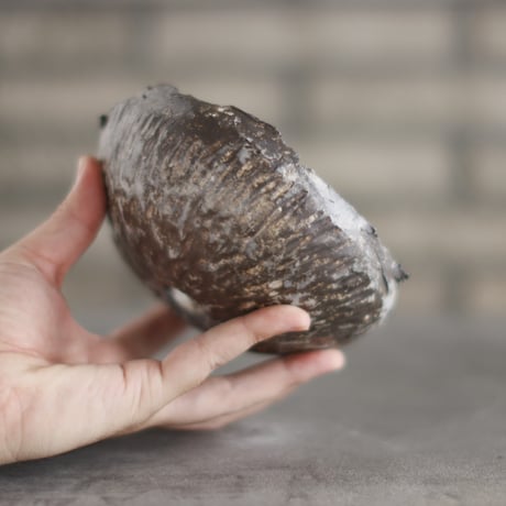 TAKERO POT / Chigiri / Shirosabi (浅鉢)/ LL (4.5号) no.928-25