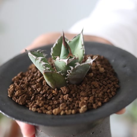 Agave titanota"FO-076"× N/OH 　no.51215