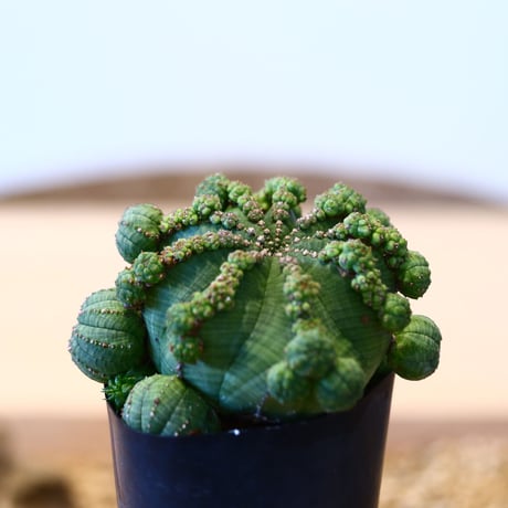 ユーフォルビア  仔吹きシンメトリカ / Euphorbia  symmetrica   no.51462