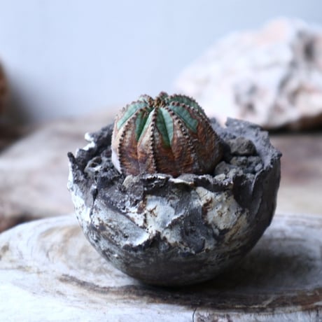 ユーフォルビア  オベサ 　Euphorbia obesa　no.91513