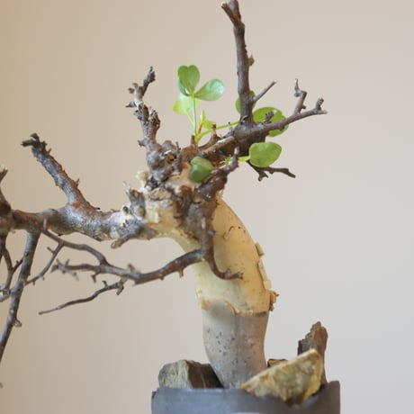 Commiphora kataf  × N/OH (2.5号鉢)   no.321-12