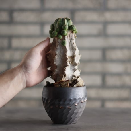 Euphorbia  symmetrica × N/OH(3.5号)  no.823-8