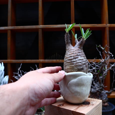 パキポディウム  グラキリス／Pachypodium  gracilius       no.51609