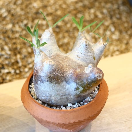 N/OH × Pachypodium densiflorum var. brevicalyx   no.61845