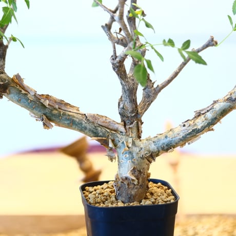 ブルセラ ファガロイデス / Bursera fagaroides   no.62516
