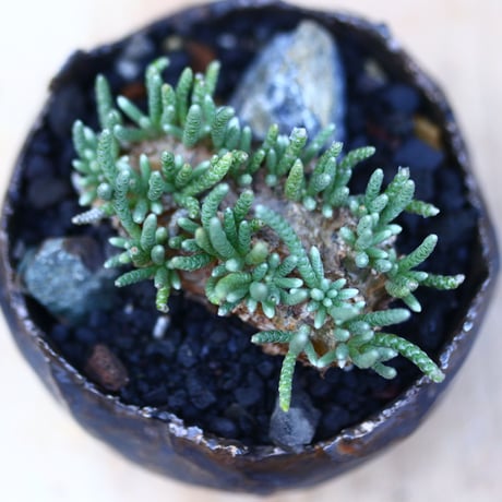 アボニア   クイナリア   アルストニー  赤花／Avonia quinaria ssp. alstonii    no.121218