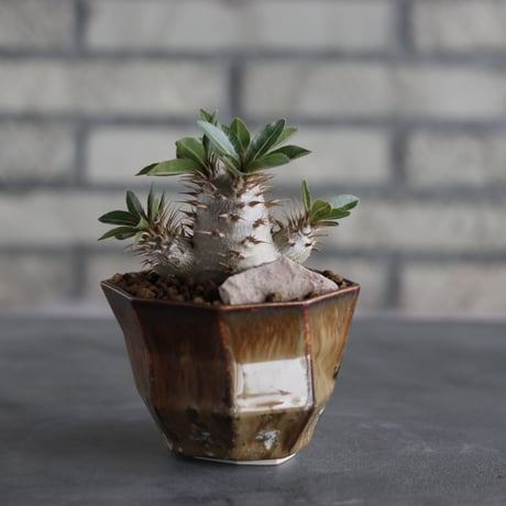 Pachypodium makayense × P＆A(3号)  no.706-33