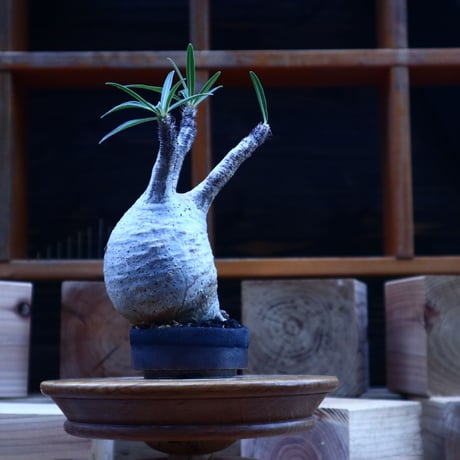 パキポディウム  グラキリス／Pachypodium  gracilius       no.62051