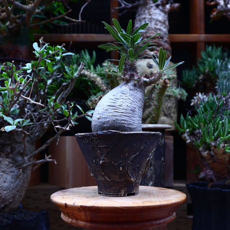 パキポディウム  グラキリス／Pachypodium  gracilius       no.60604
