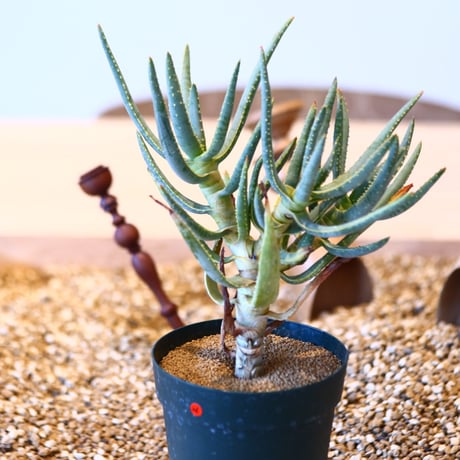 アロエ ラモシシマ / Aloe ramosissima     no.50726