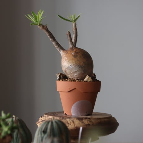 Pachypodium gracilius × YAMABACHI var. N/OH  no.905-32