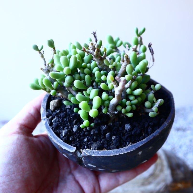 チレコドン スカエフェリアヌス Tylecodon schaeferanus