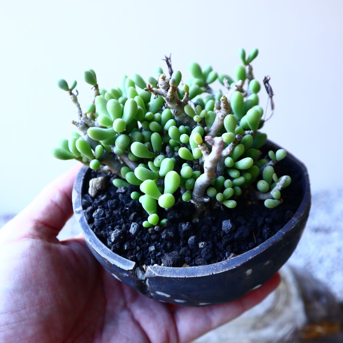 チレコドン スカエフェリアヌス Tylecodon schaeferanus