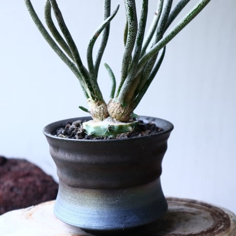 アストロフィツム カプト メデューサ 接木 Astrophytum caputmedusae    no.71425