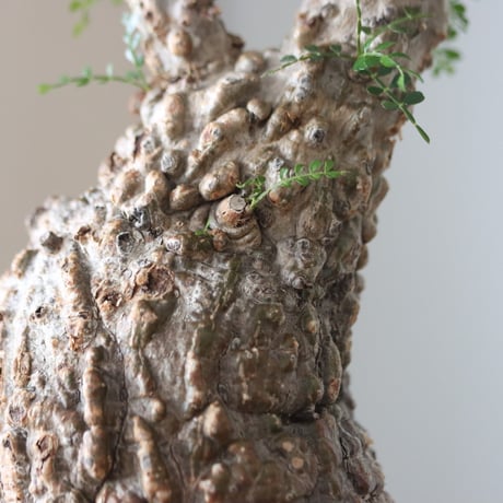 Operculicarya pachypus × N/OH     no.51235