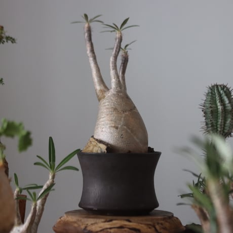 Pachypodium gracilius × Kazuhiro Arima    no.51224