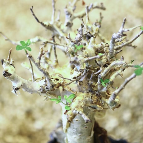 コミフォラ ストックシアナ / Commiphora stocksiana   no.43013