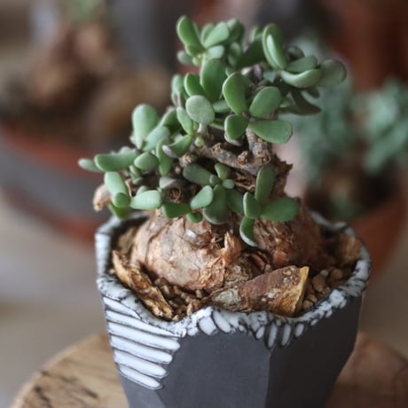 Ceraria pygmaea × N/OH     no1115-16