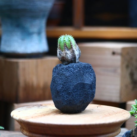 ユーフォルビア  オベサ hyb. ／Euphorbia obesa  hyb.    no.102424