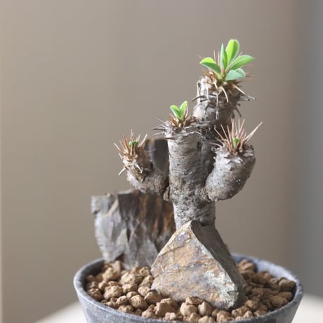 Euphorbia guillauminiana × たけろうポット   no.917-15