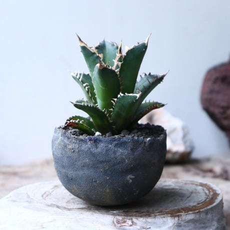 アガベ  チタノタ  レッドキャットウィーズル   Agave titanota"Red Catweezle”   no.90805