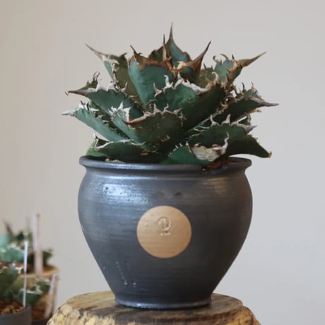 Agave titanota solareclipse × N/OH  no.90110