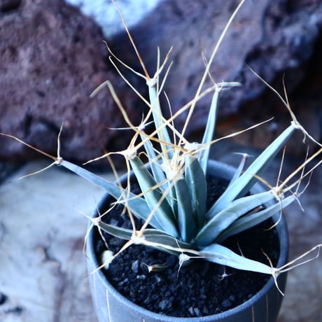 レウクテンベルギア  晃山    Leuchtenbergia principis  no.30104