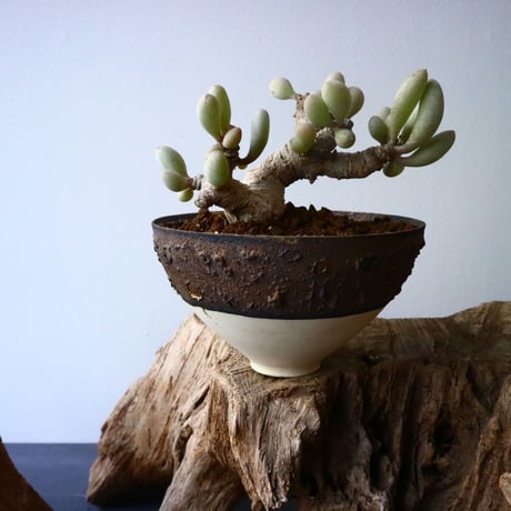 オトンナ    クラビフォリア   Othonna clavifolia  No.007
