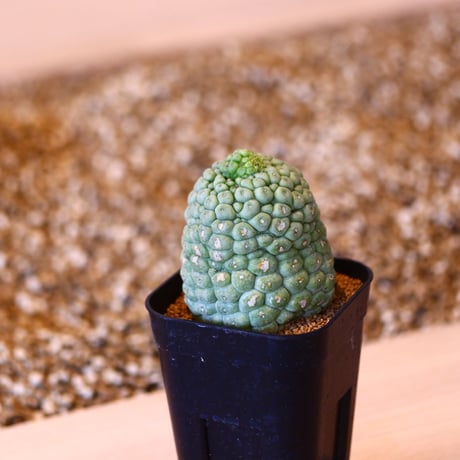 ラリレアキア カクティフォルメ  仏頭玉 / Larryleachia cactiformis　no.41607
