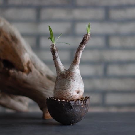 Pachypodium gracilius × takero pot (3号)  no.601/5