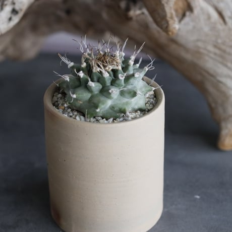 Turbinicarpus alonsoi × 備前鉢2.5号 / snp plants  no.607-10