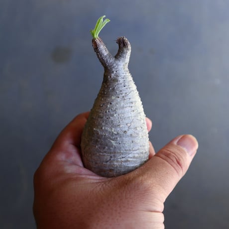 パキポディウム グラキリス 抜苗  Pachypodium rosulatum var. gracilius no.100610