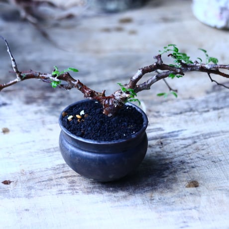 コミフォラ モンストローサ   Commiphora monstrosa   no.92720