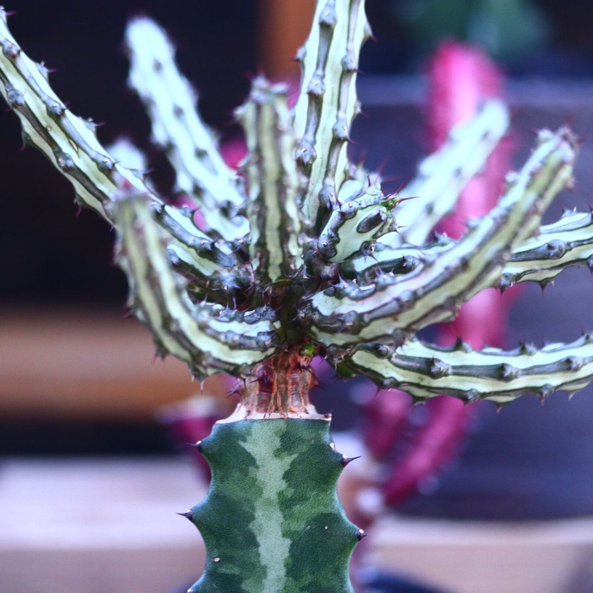 ユーフォルビア シザカンサ 接木 Euphorbia schizacantha n...